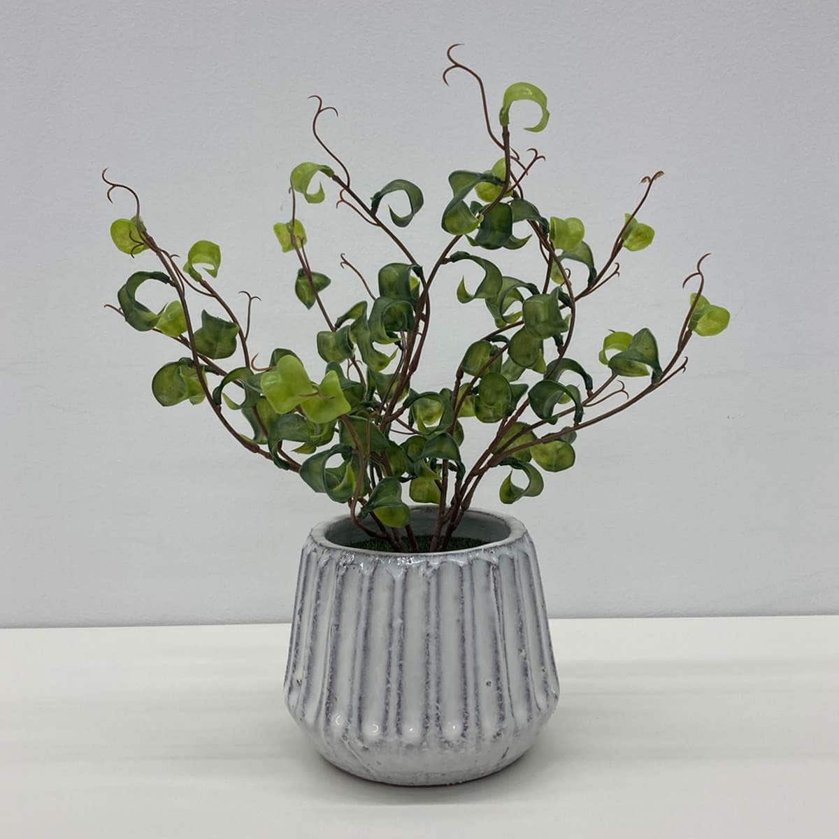 (1)ベンジャミンバロック