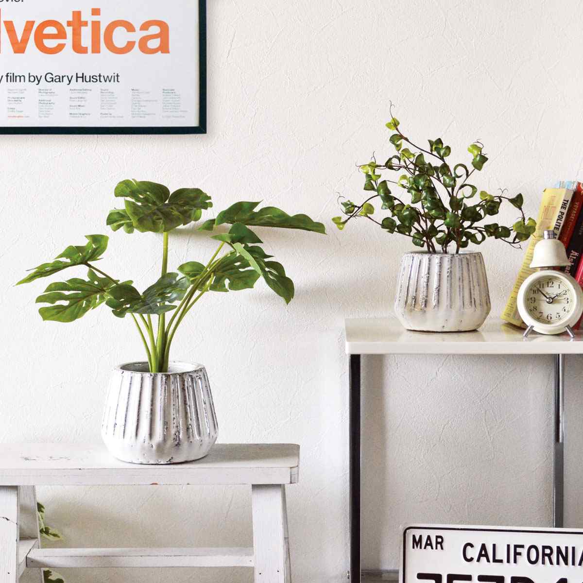 (1)モンステラ 使用例