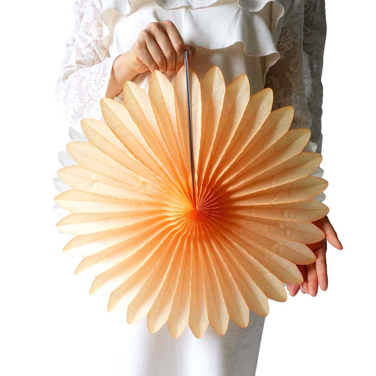 (6)アプリコット