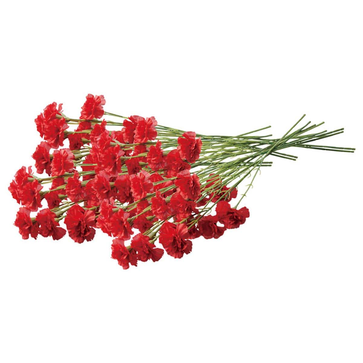 (2)レッド 24本分