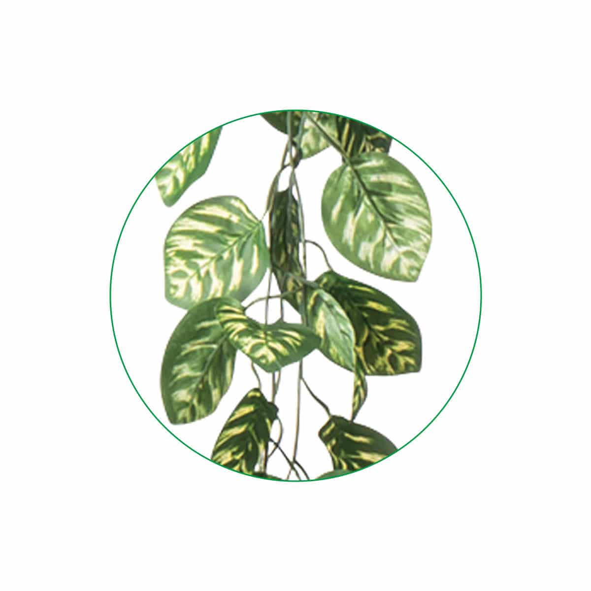 (2)ピーコック 部分アップ