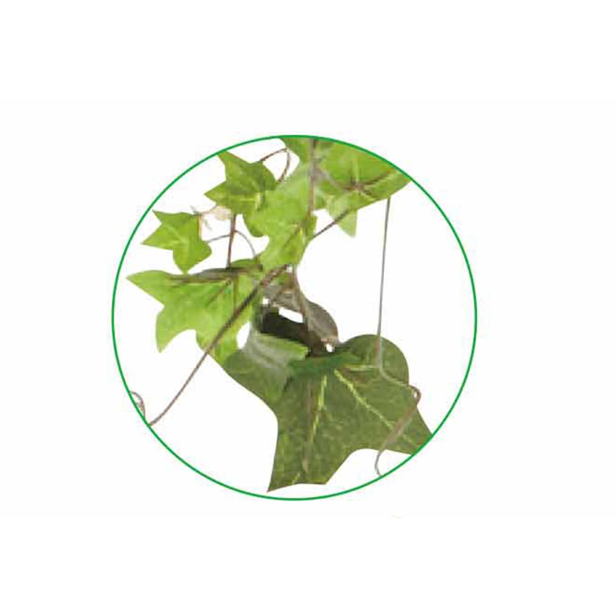 (2)イングリッシュアイビー