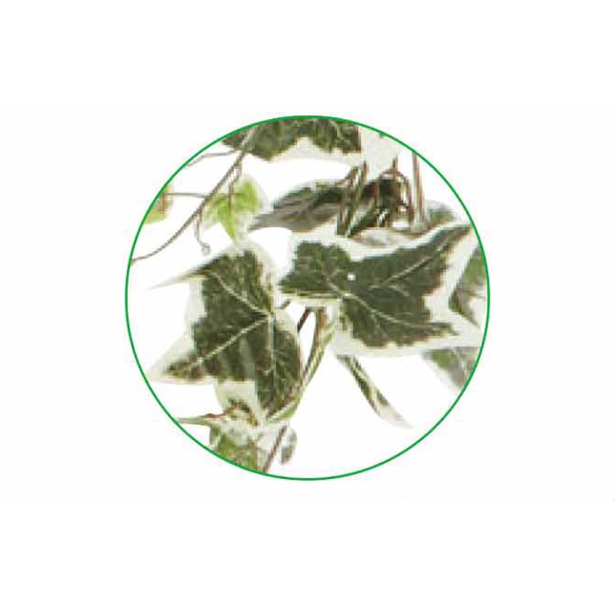 (3)オランダアイビー