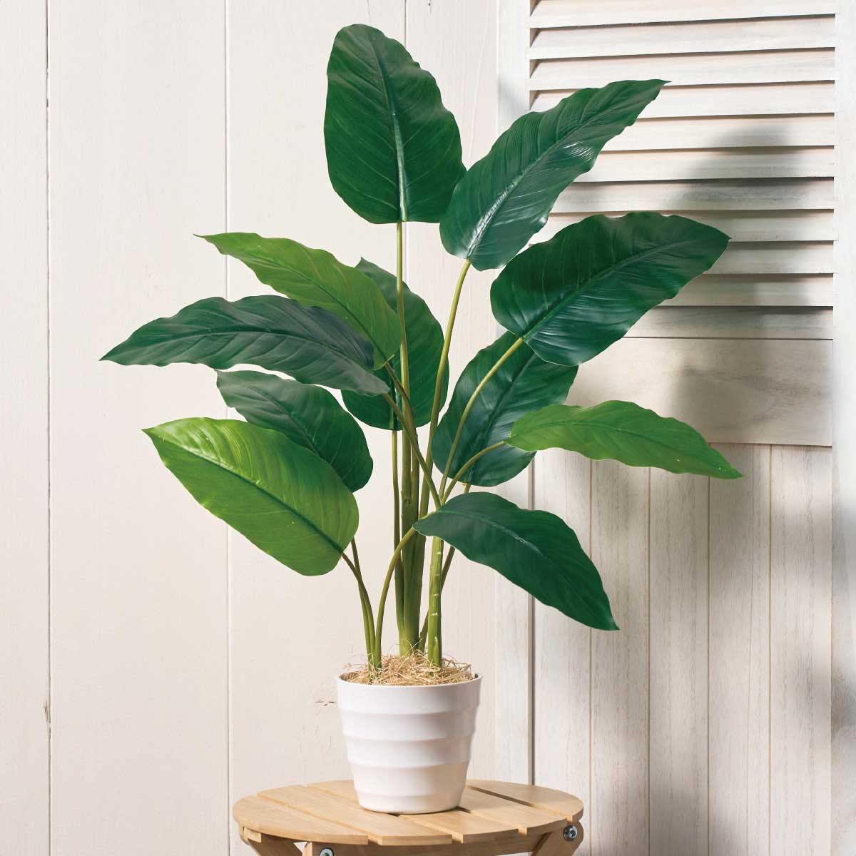 (2)フィロデンドロン・ロジョコンゴ 使用例