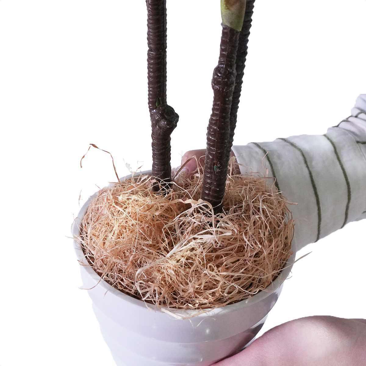 (5)オリヅルラン