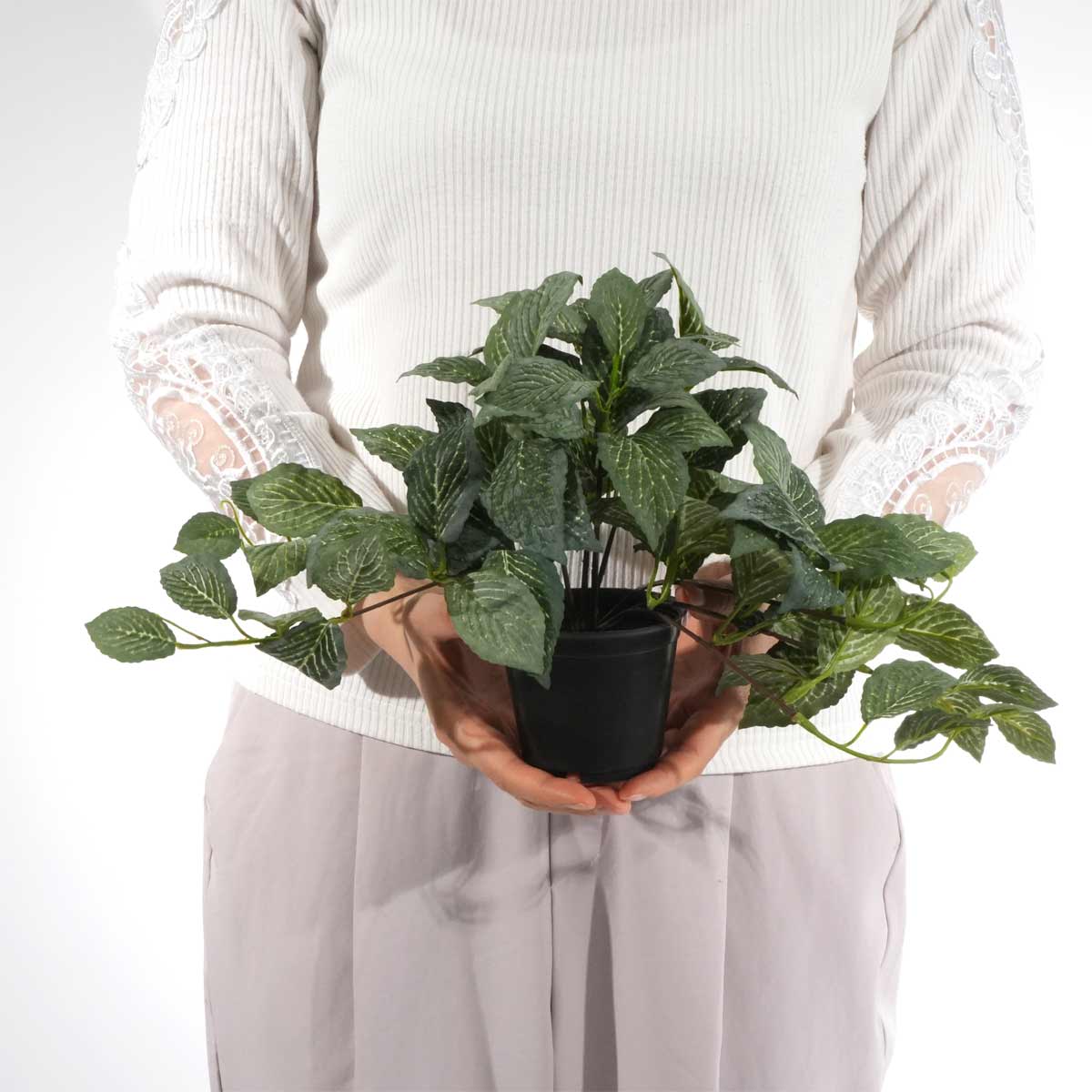 (2)フィットニア