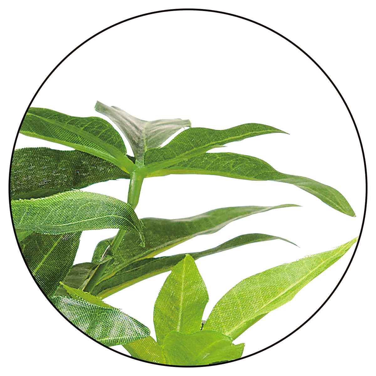 (3)パキラ 部分アップ