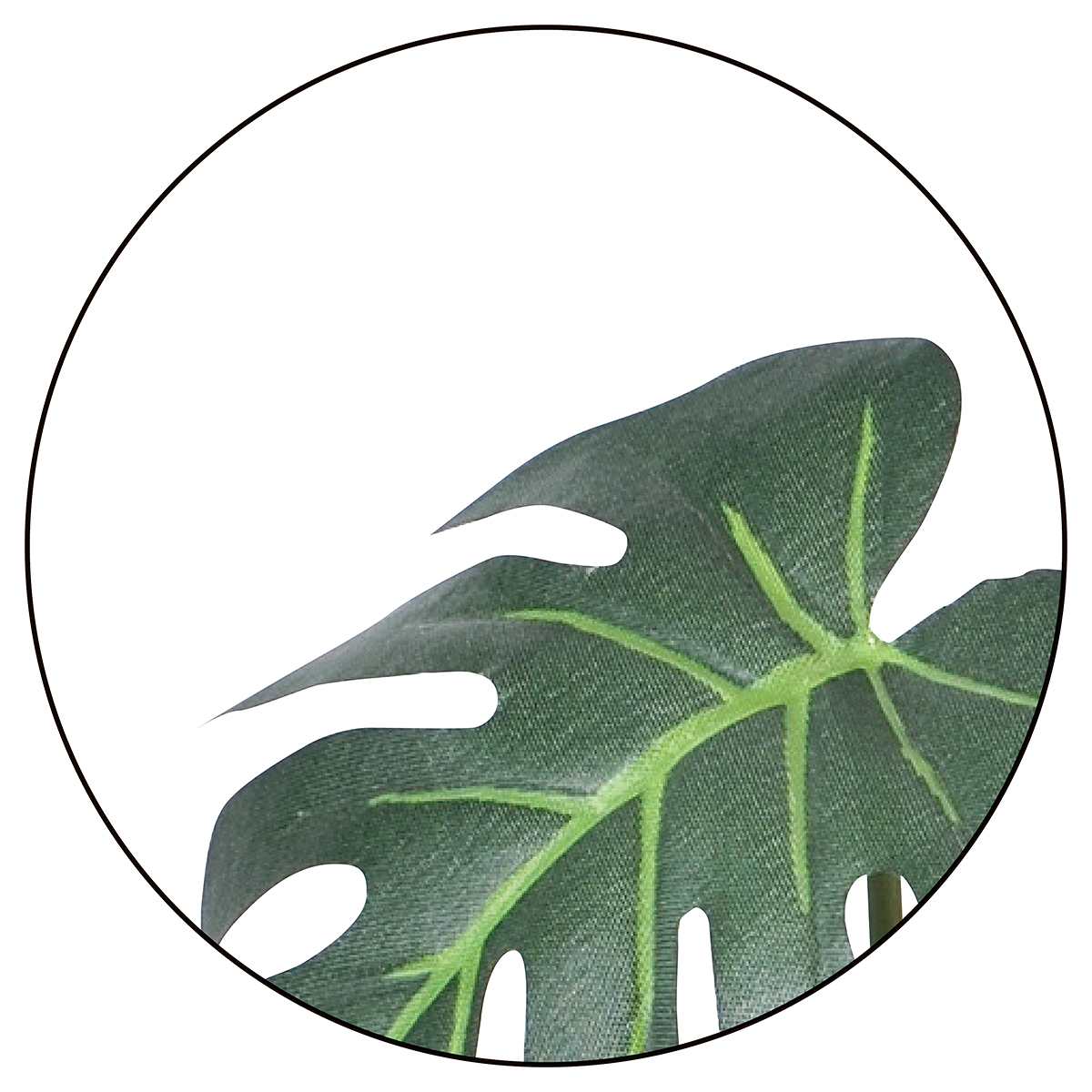 (1)モンステラ 部分アップ