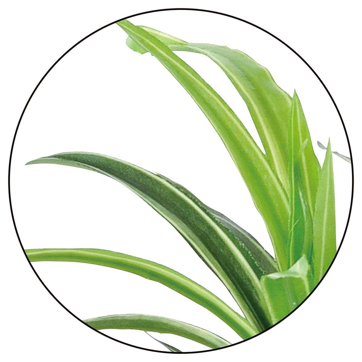 (2)ドラセナ・サンテリアーナ 部分アップ