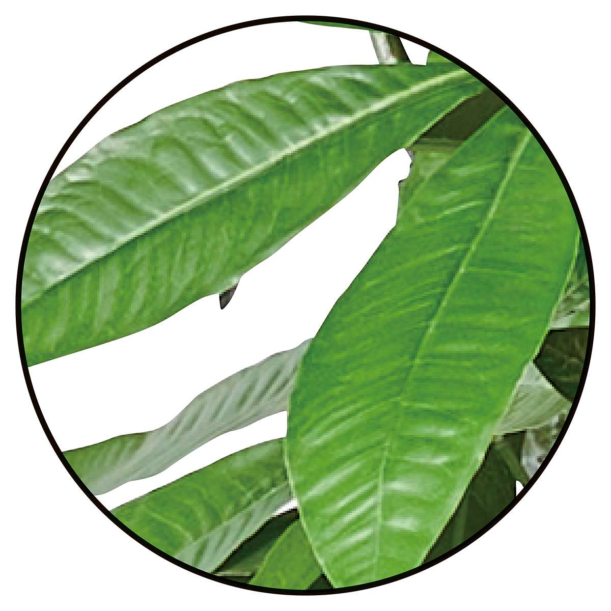 (2)パキラ 部分アップ