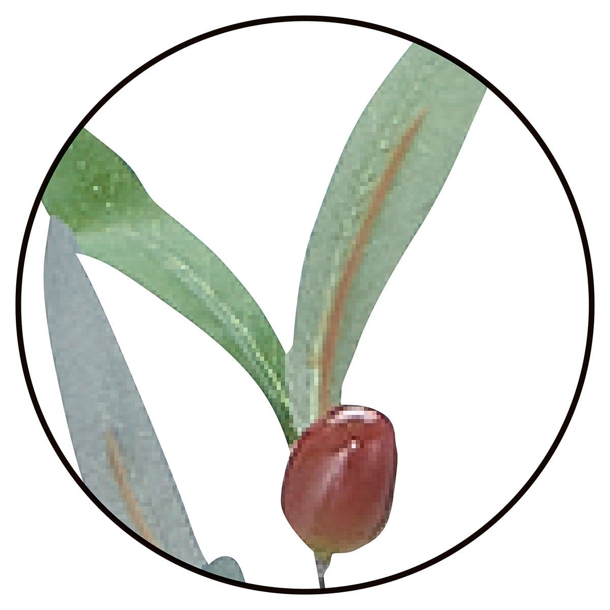 (1)オリーブ 部分アップ