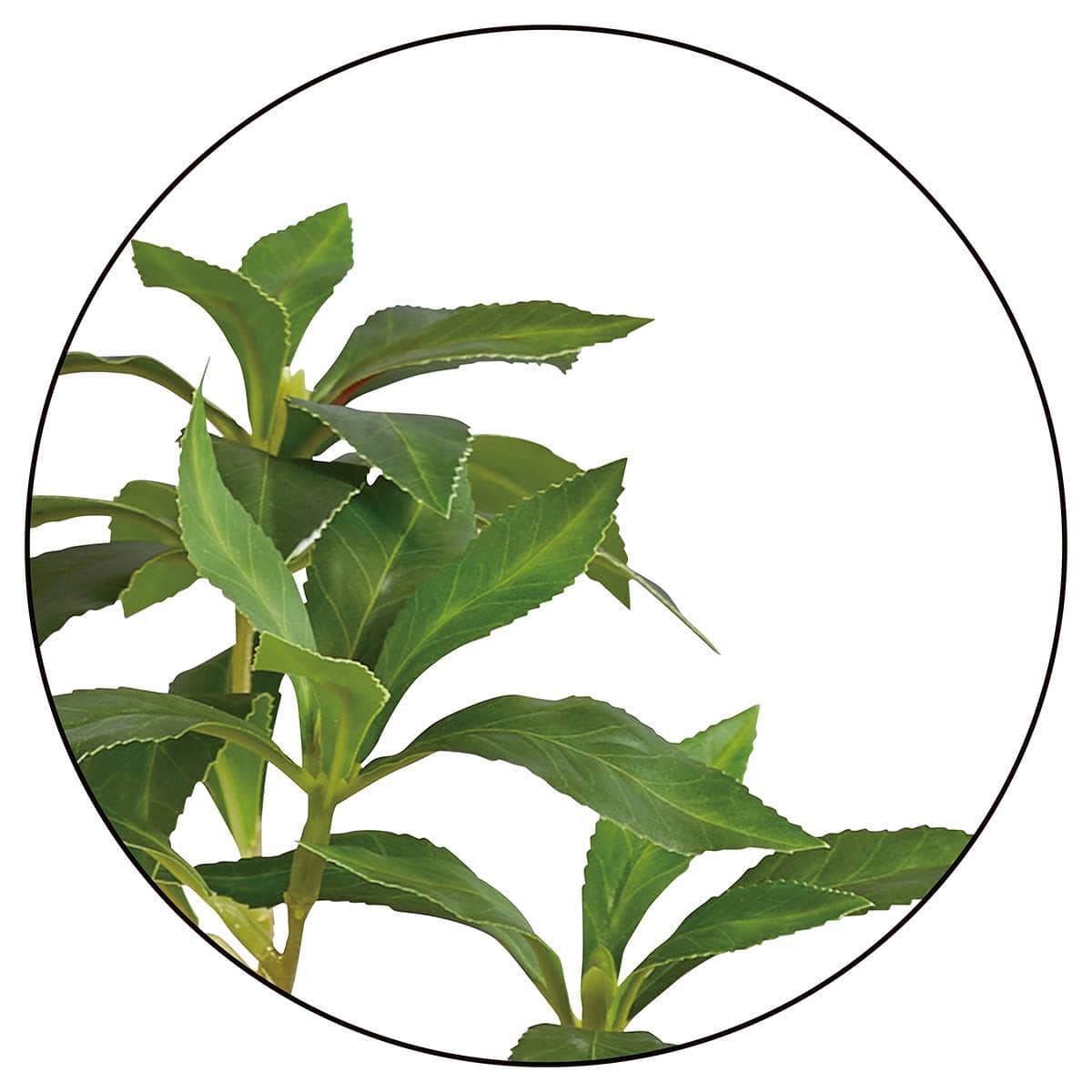 (1)ギンモクセイ