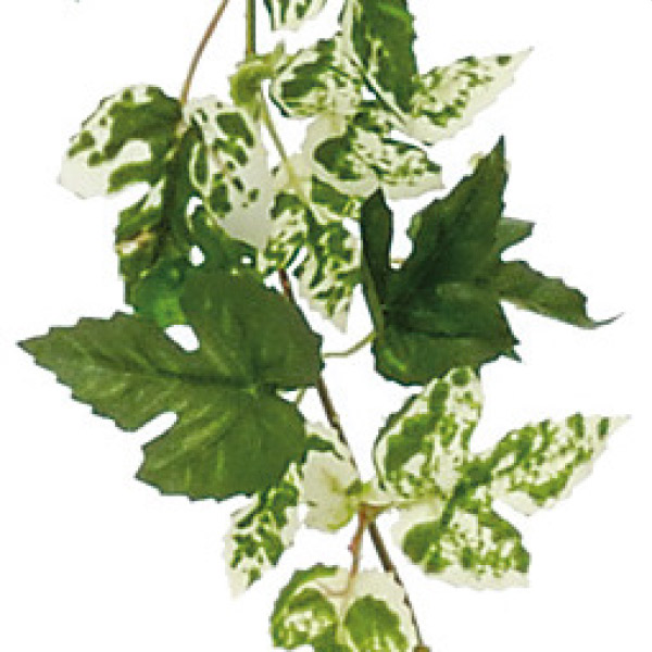 (2)オランダアイビーガーランド