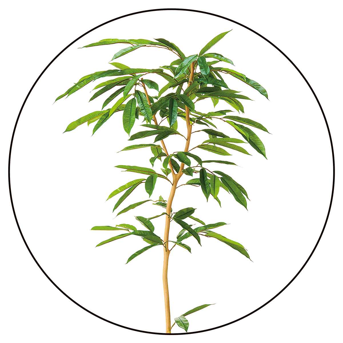 人工樹木 高さ160cm アムステルダムラバー