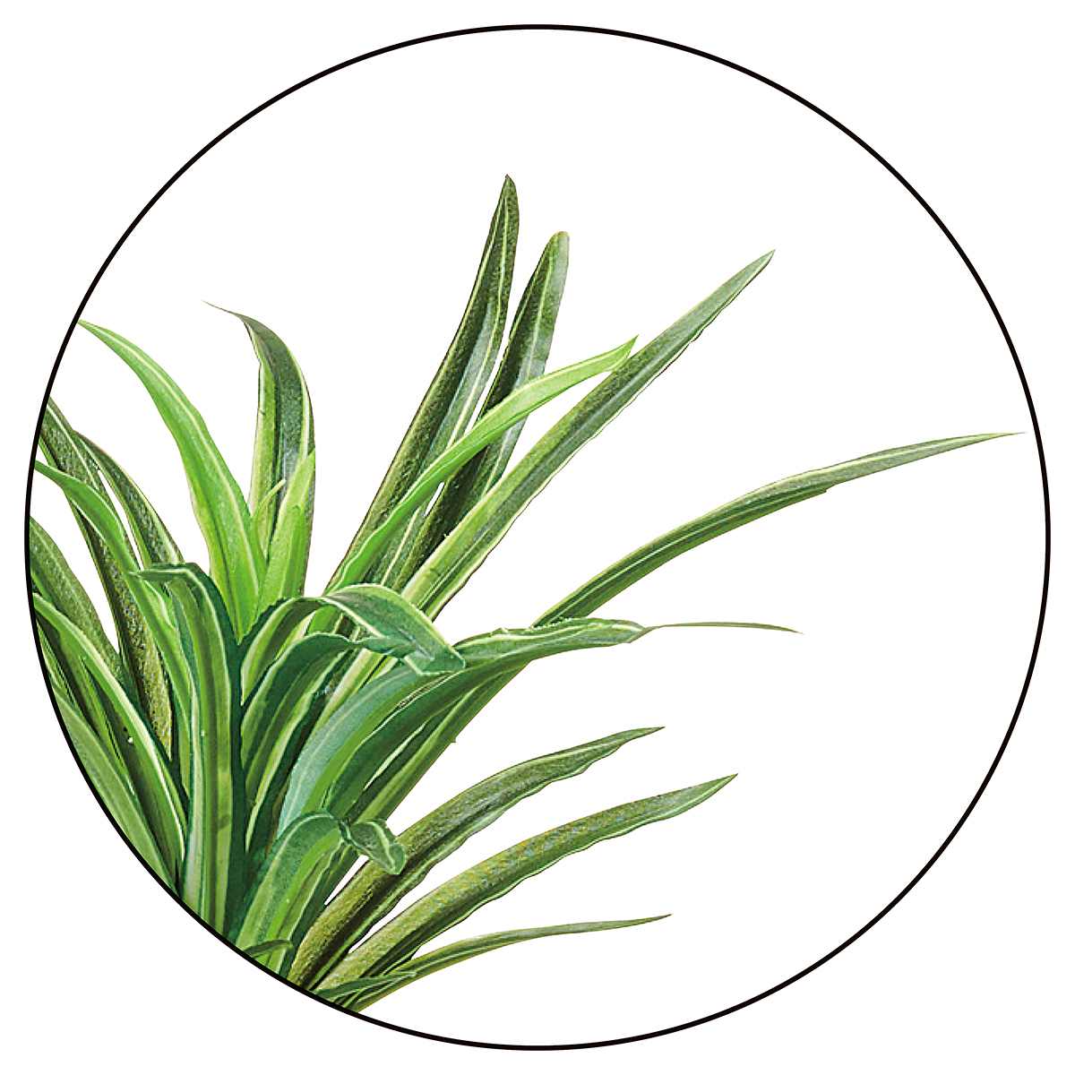 (3)ユッカ 部分アップ