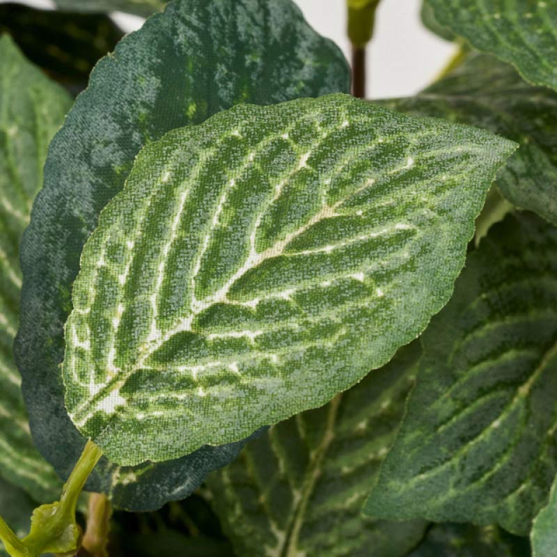 (1)フィットニア 部分アップ