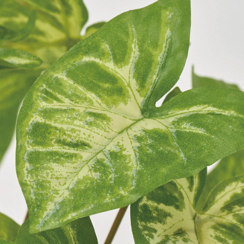 (1)シンゴニューム 部分アップ