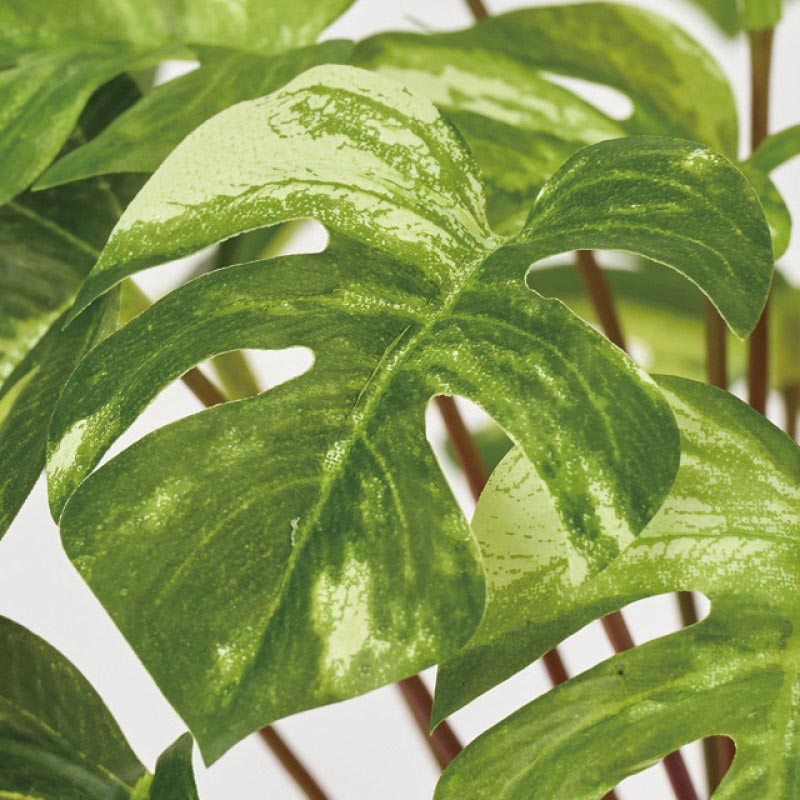 (2)スプリットフィロ 部分アップ