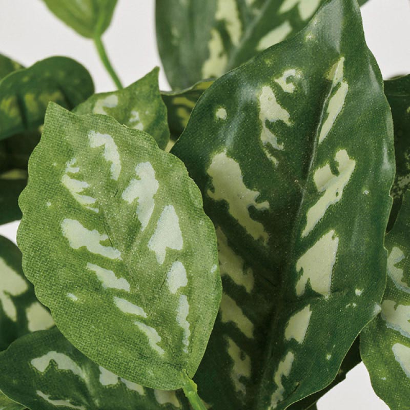 (3)ピレアカディエレイ 部分アップ