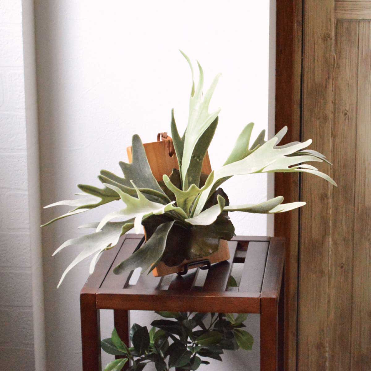 (2)コウモリラン