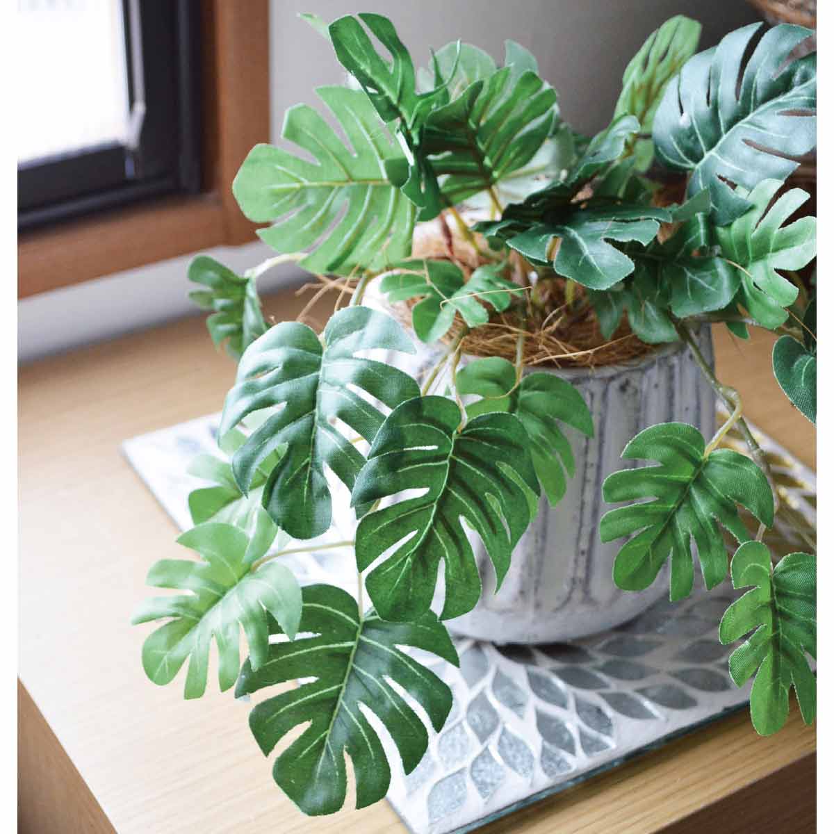 (1)ヒメモンステラ