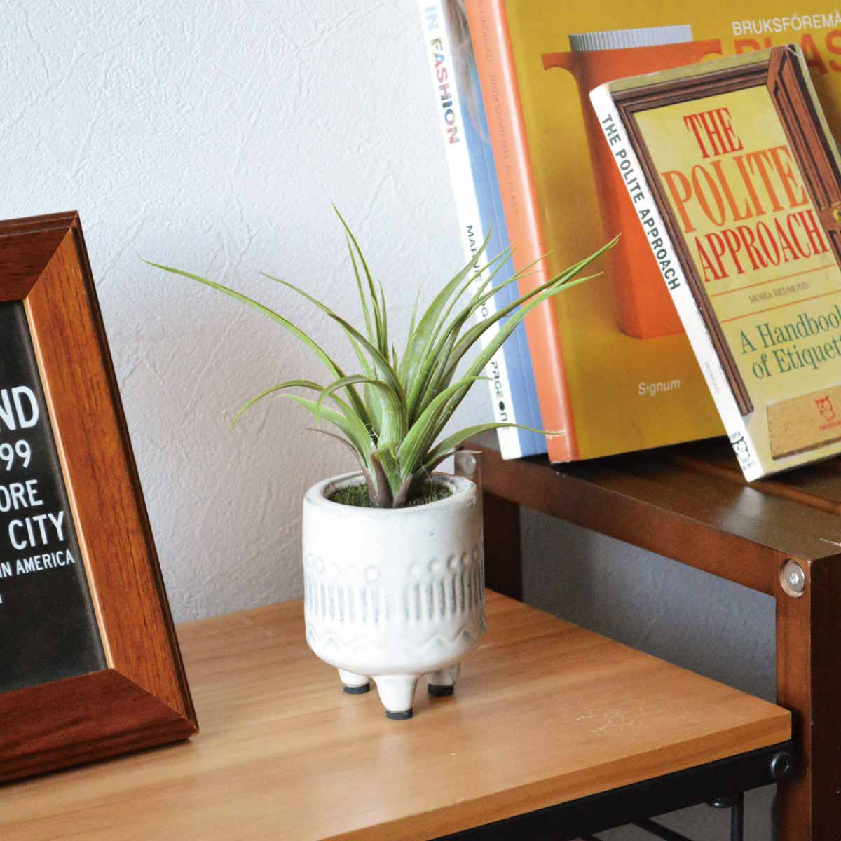 (2)エアプランツ