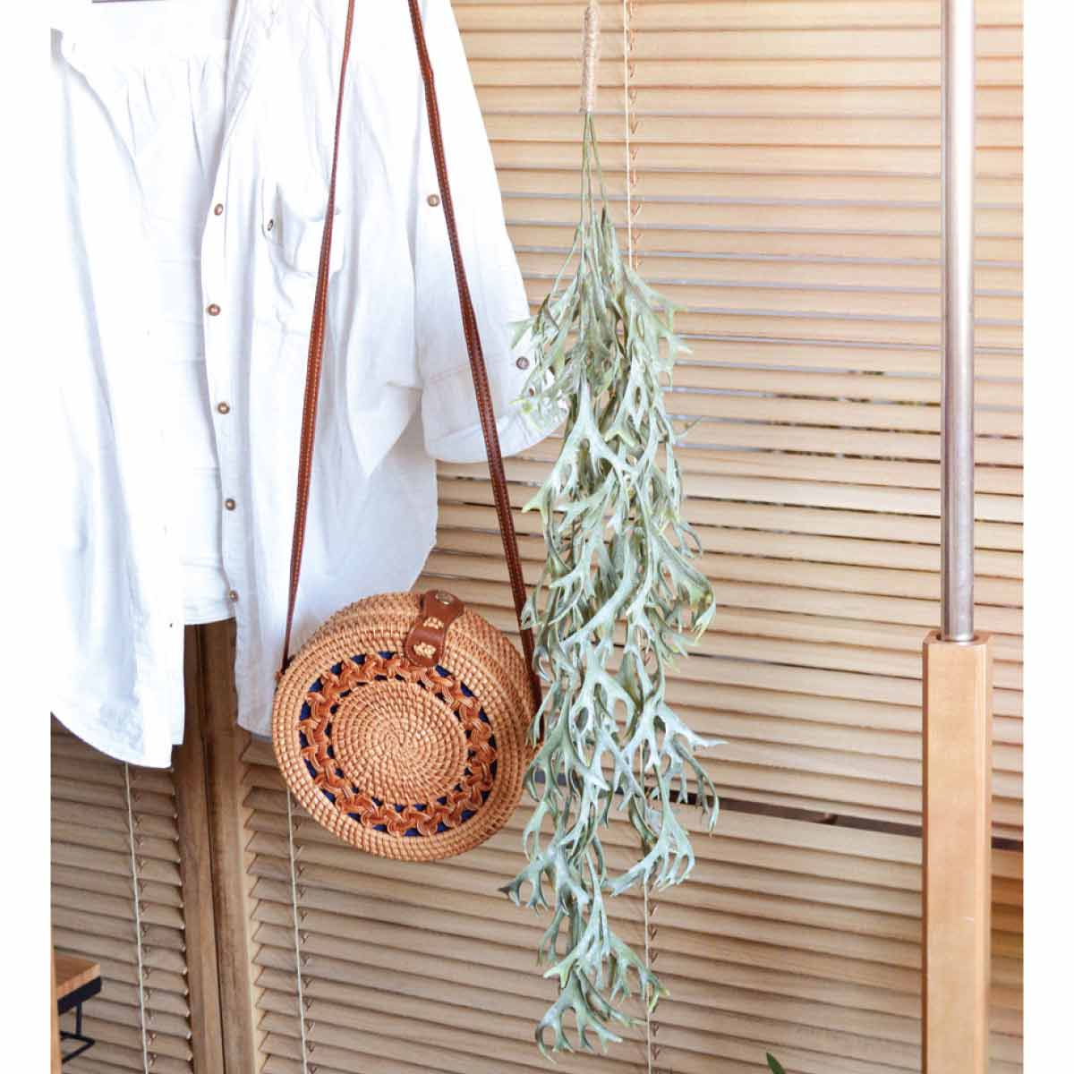 (2)コウモリラン