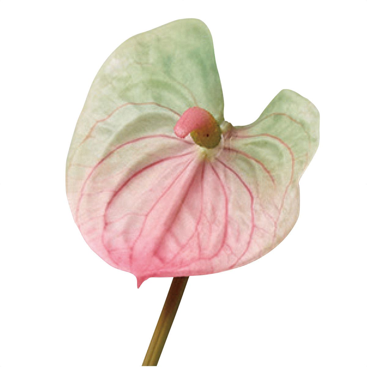 3本 レインボウアンスリウムセット 造花 65cm オレンジレッド 型番 Fm 3 通販 ストア エキスプレス