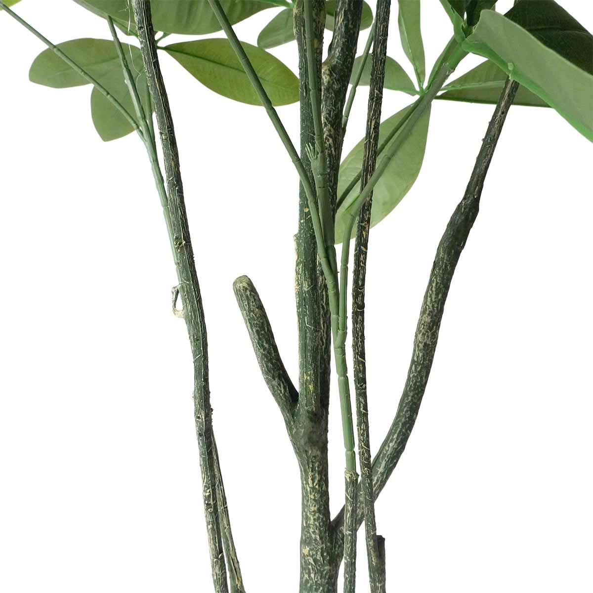 (1)パキラ 部分アップ