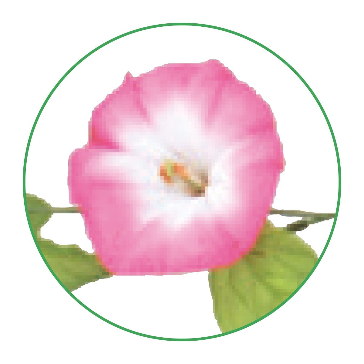 (3)ピンク 部分アップ