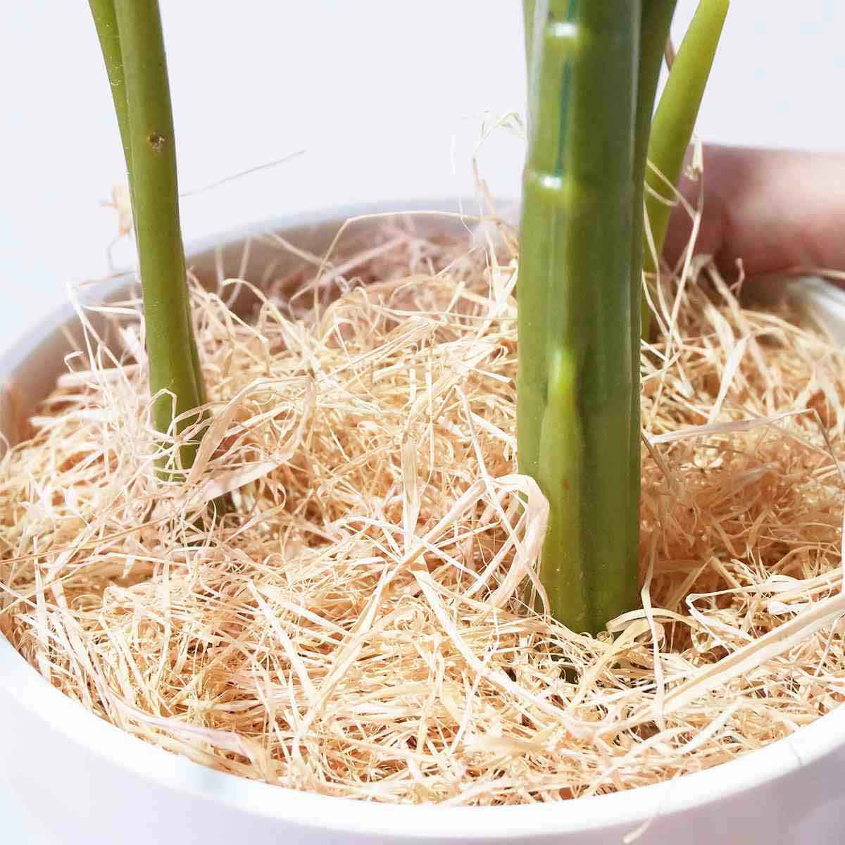 (2)フィロデンドロン・ロジョコンゴ