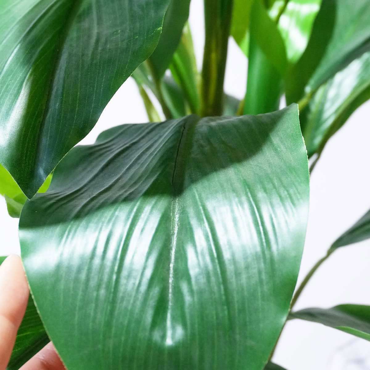 (3)ダンドク 部分アップ