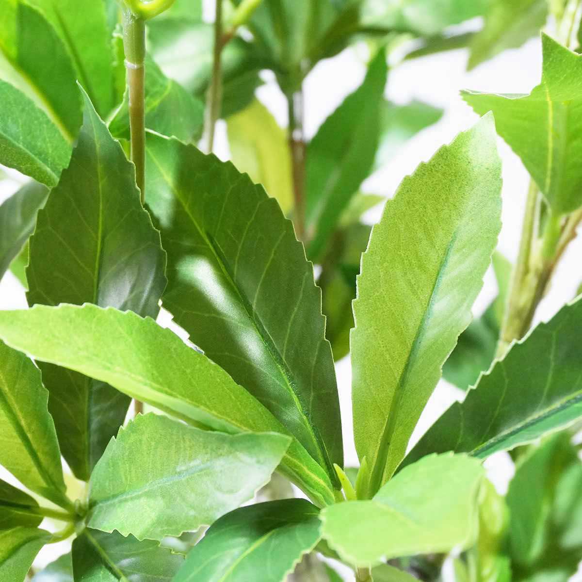 (4)アセビ 部分アップ