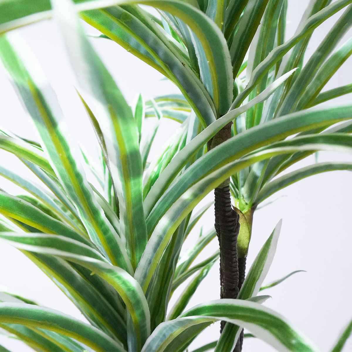 (5)オリヅルラン 部分アップ