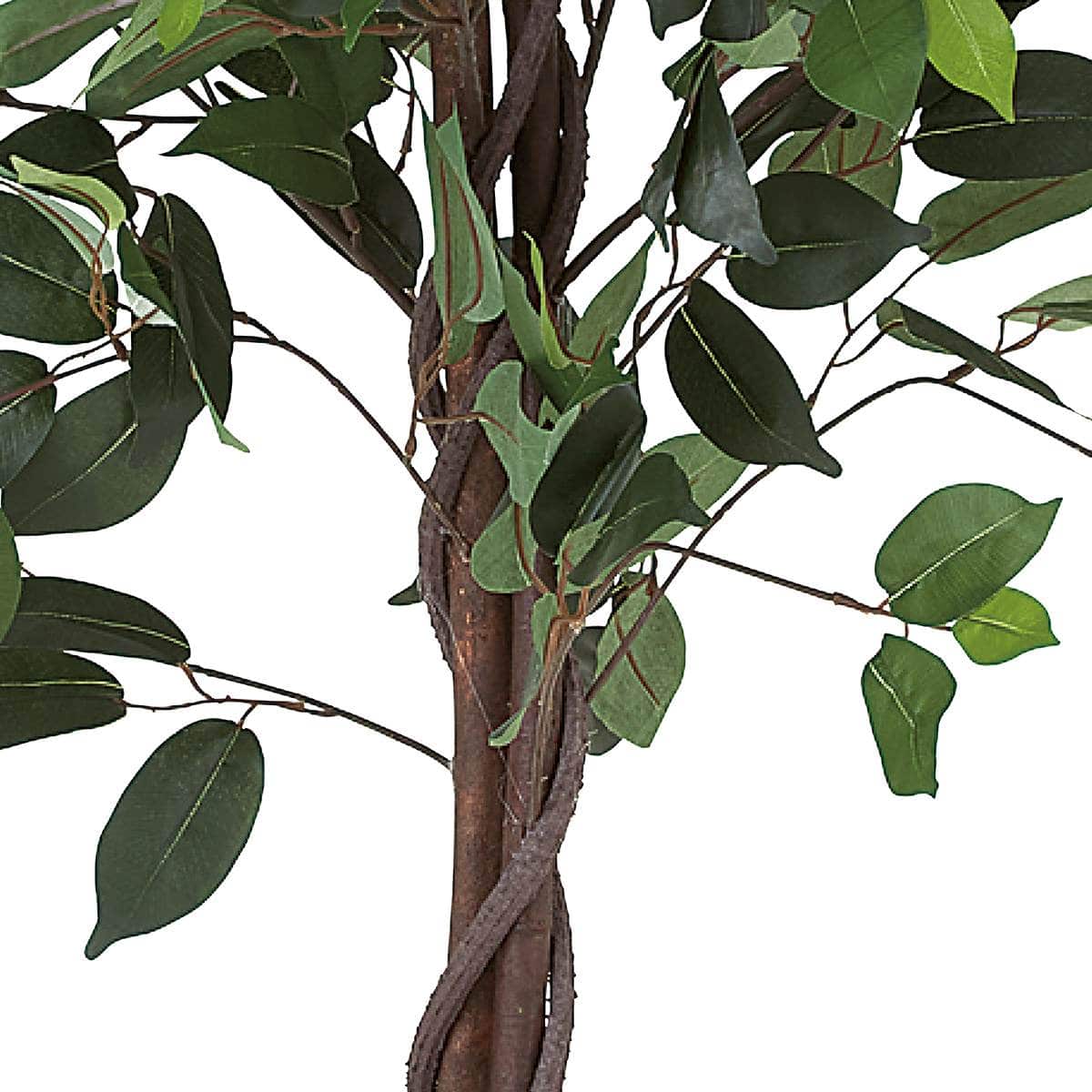 (1)ベンジャミン