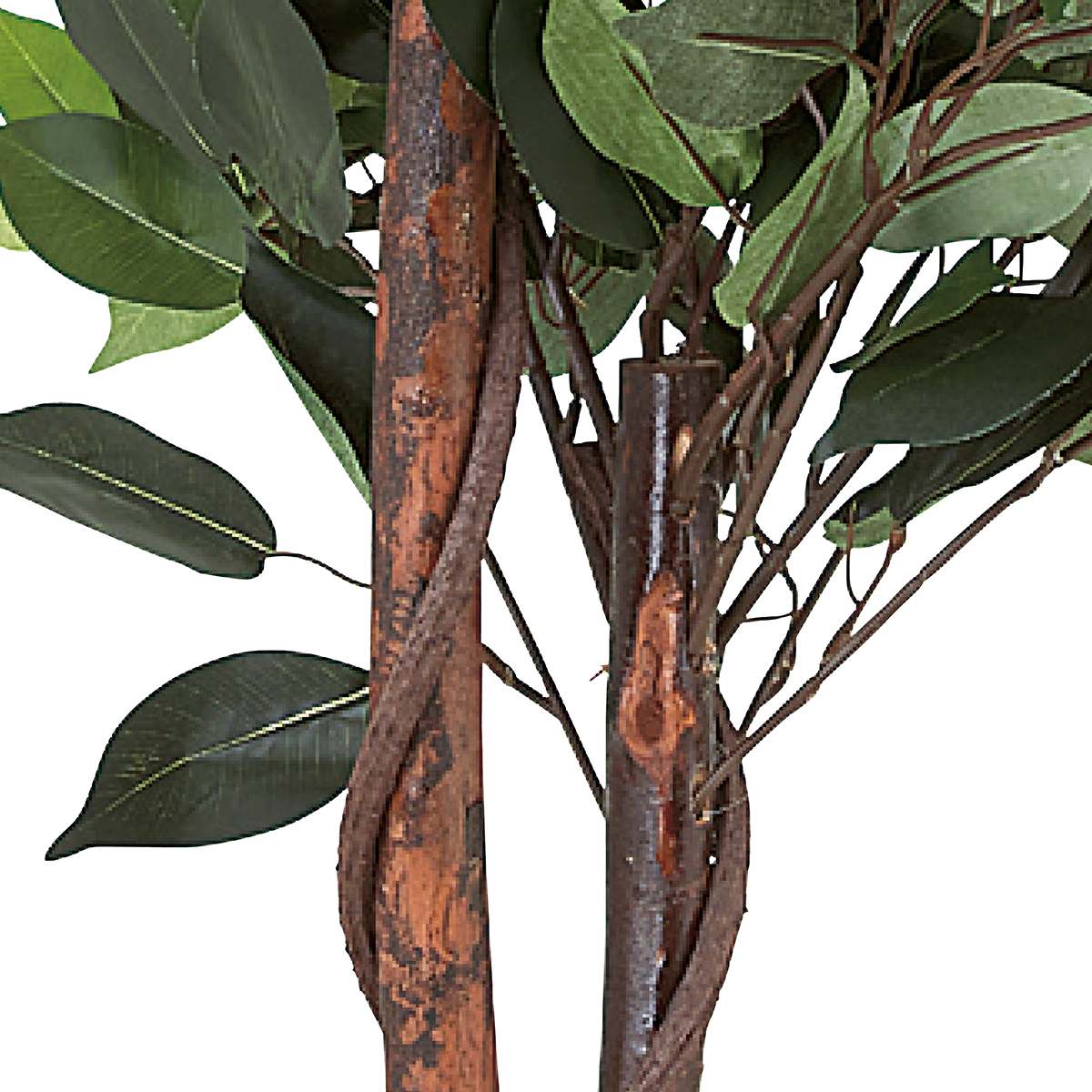 (2)ベンジャミン ダブル