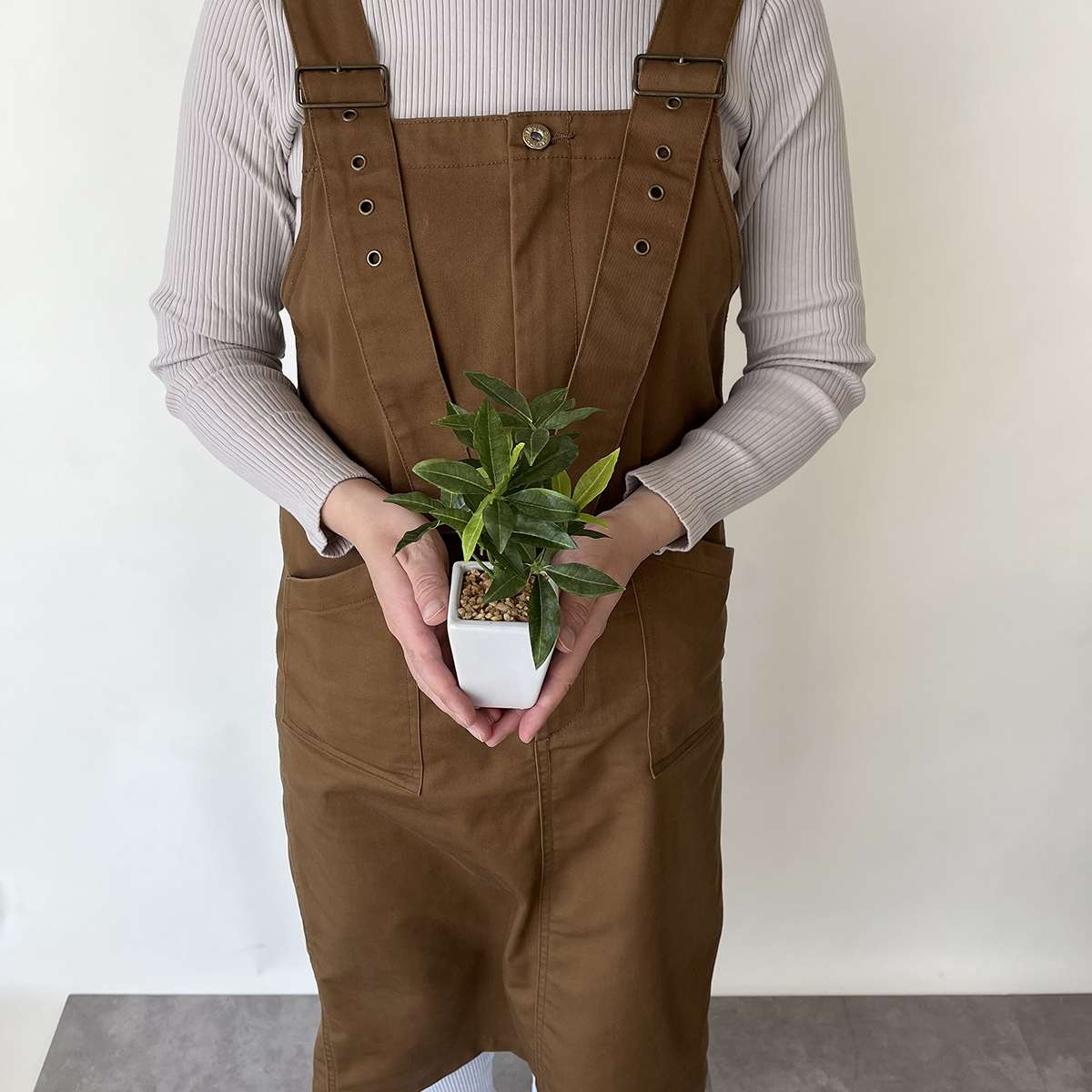 【3個】卓上グリーンポット パキラ