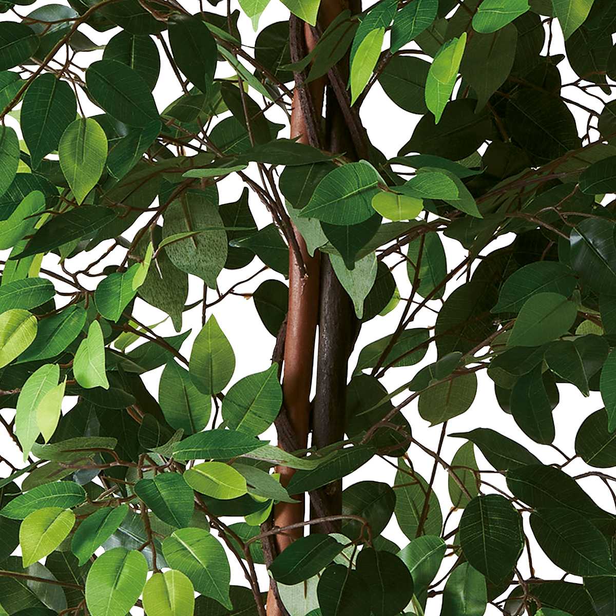 (1)ベンジャミングリーン