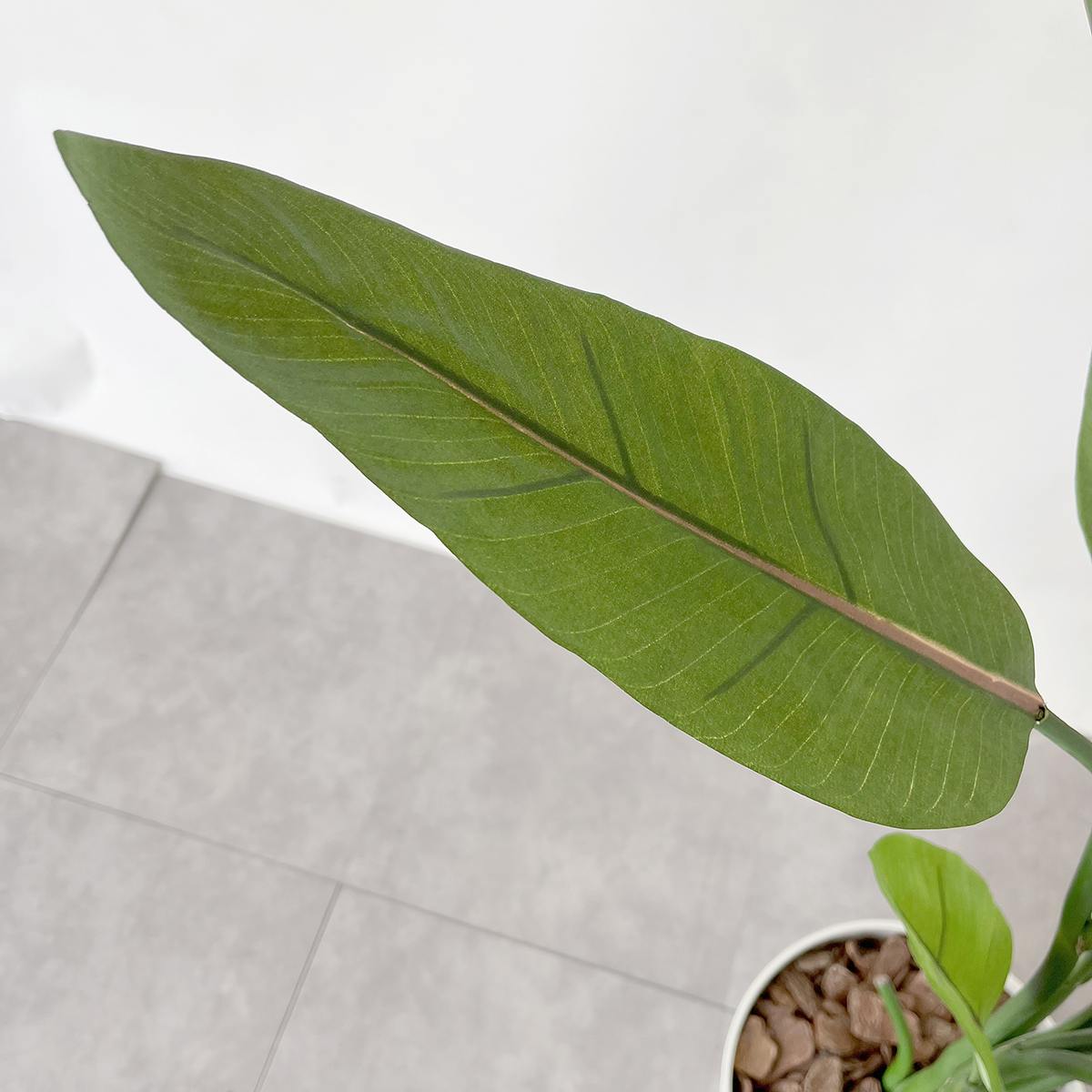 (2)ストレチア 葉部分アップ