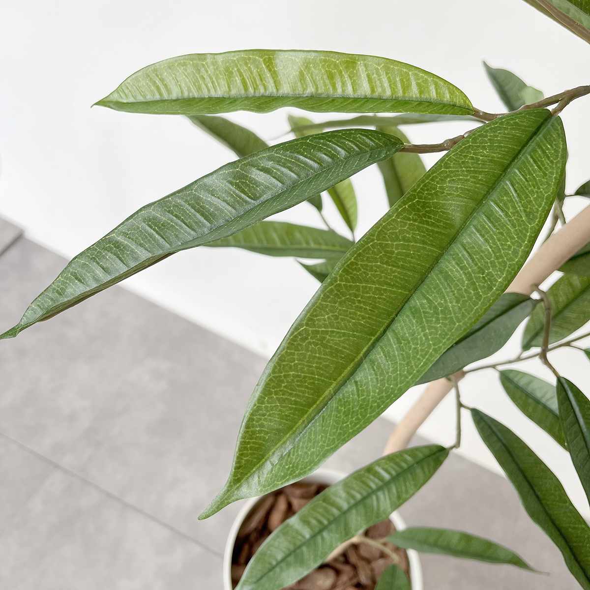 (1)アムステルダムラバー 葉部分アップ