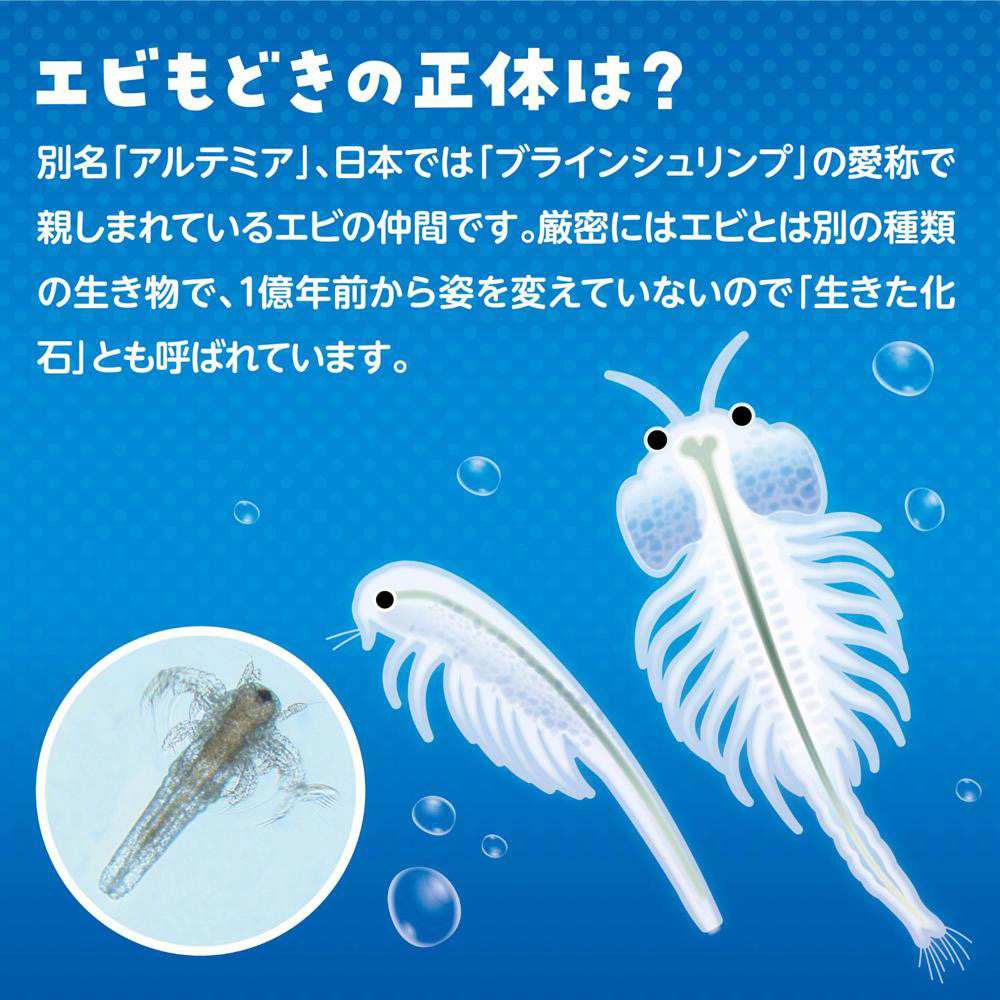 40個 簡単！育てるエビもどき イベントセット