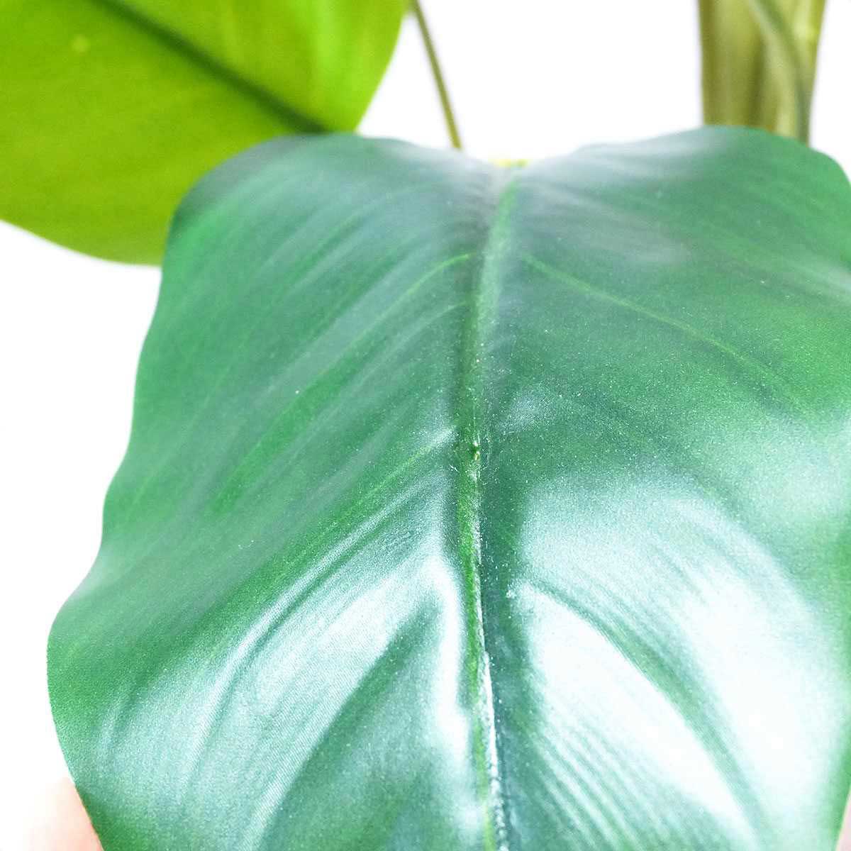 (2)フィロデンドロン・ロジョコンゴ 部分アップ