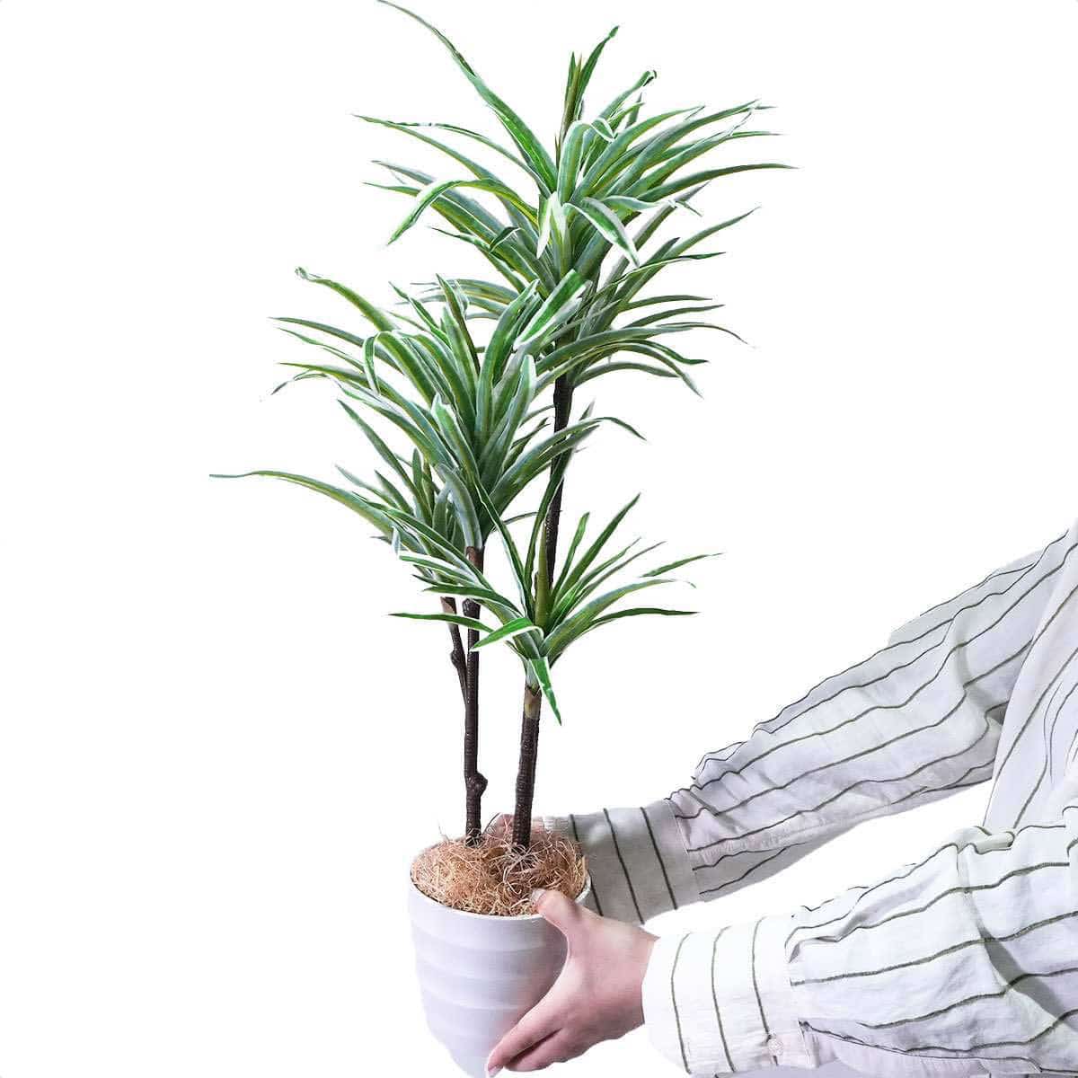 (5)オリヅルラン