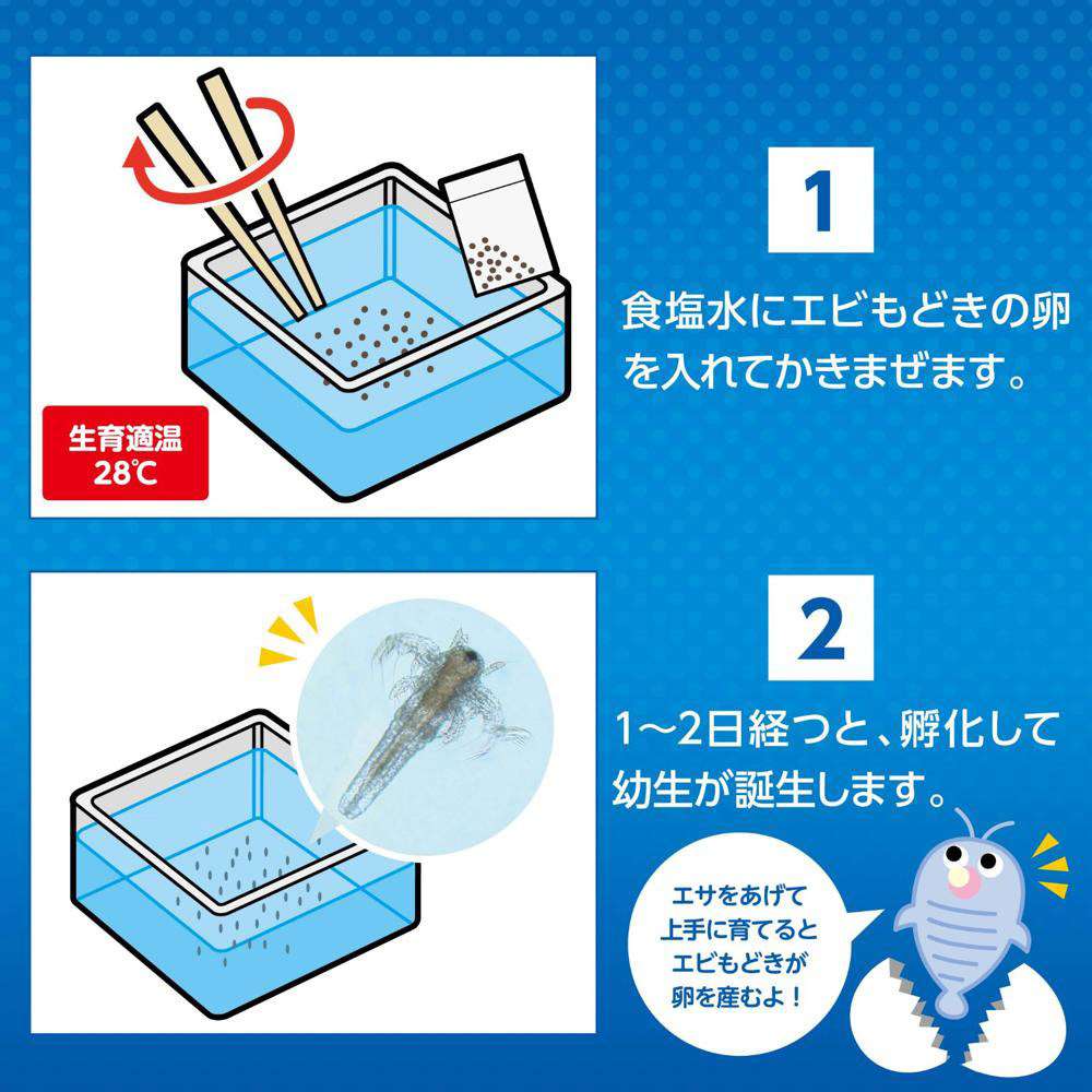 40個 簡単！育てるエビもどき イベントセット
