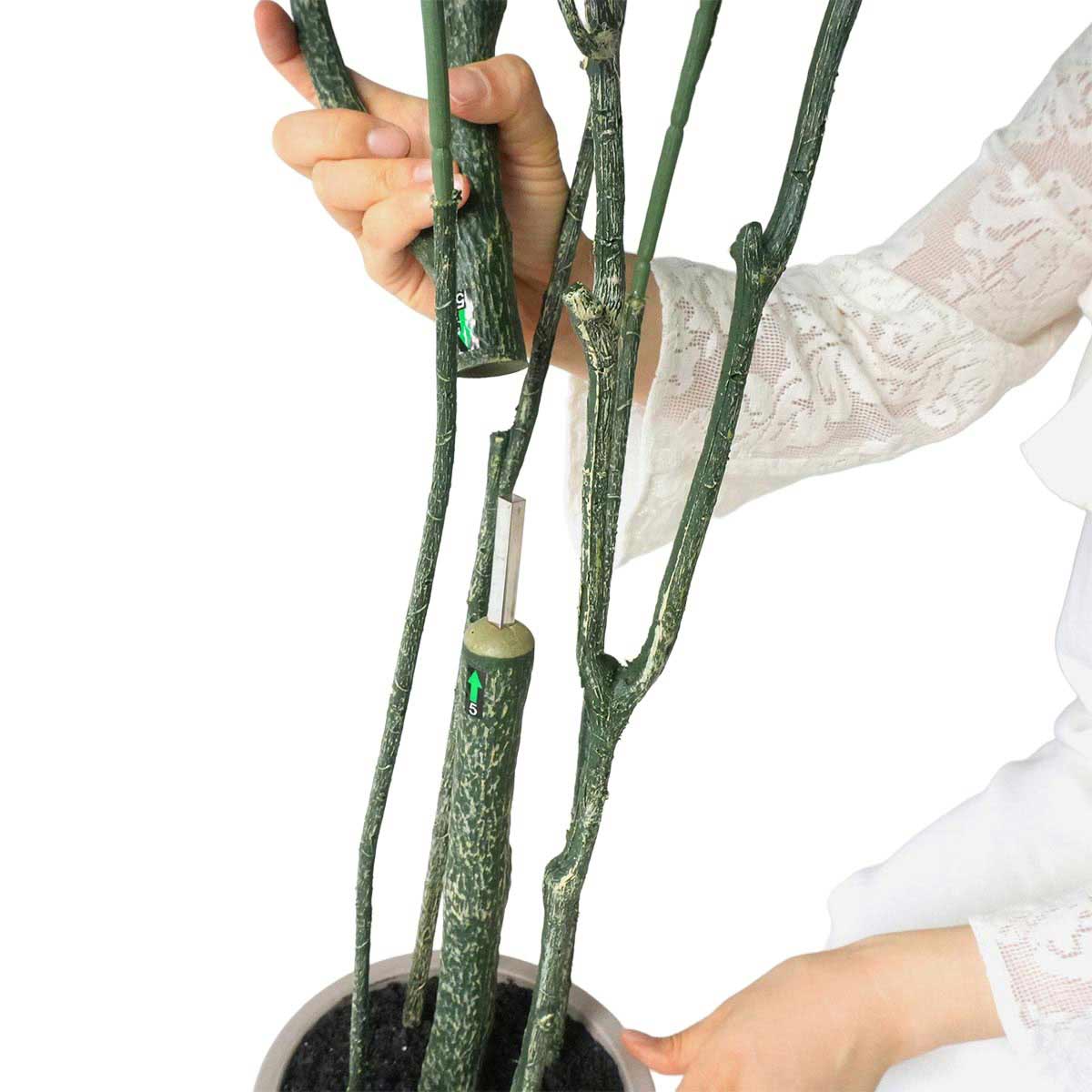 (1)パキラ 2分割仕様