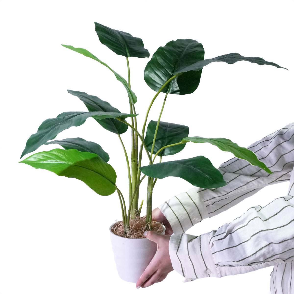 (2)フィロデンドロン・ロジョコンゴ