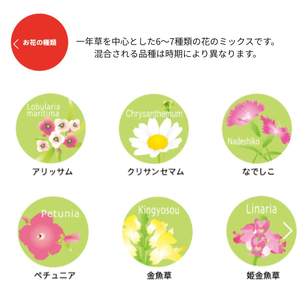 72個 お芽でたおみくじ 富士山