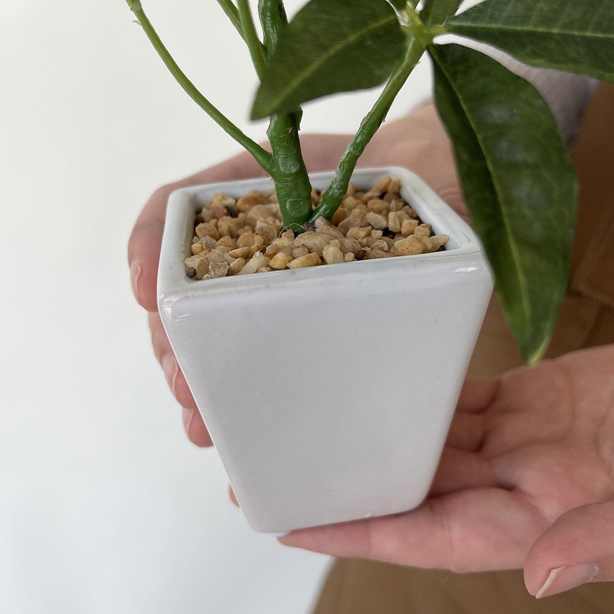 【3個】卓上グリーンポット パキラ