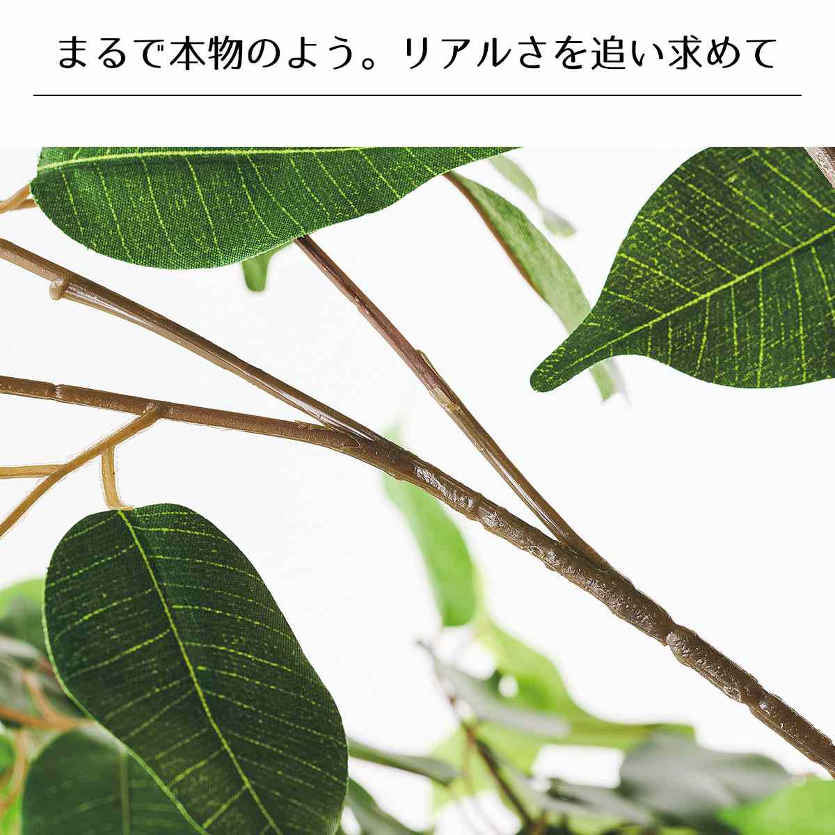 (1)ベンジャミングリーン