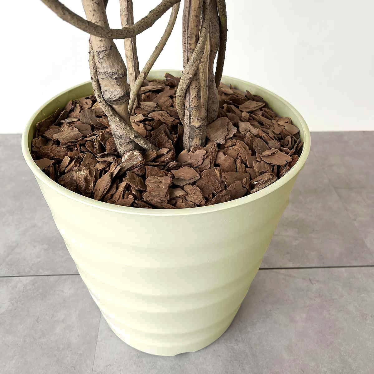 (1)シーグレープ